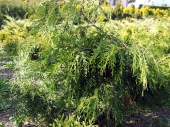 Thuja plicata 'Holly Turner' 